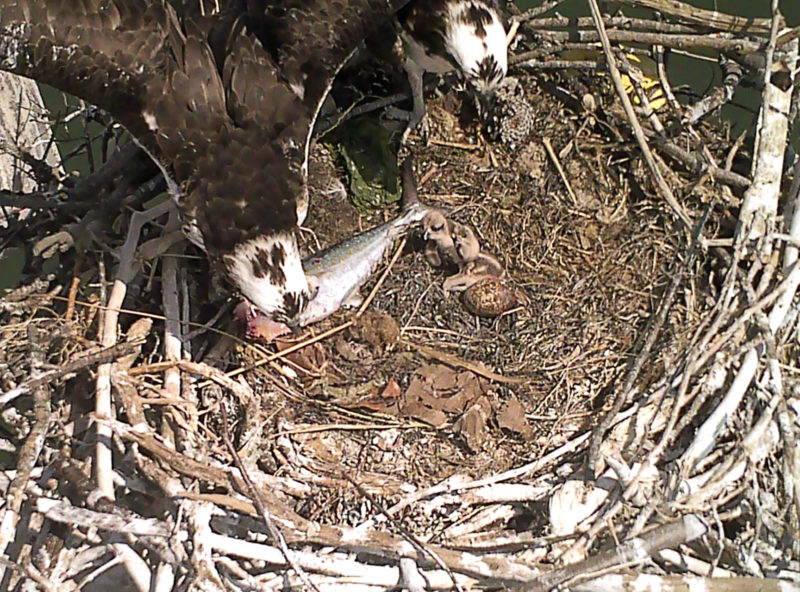 Young osprey chicks getting a dinner of Spanish mackerel within the lower Chesapeake Bay. Trail cameras are being used on a sample of nests within study areas to examine diet. CCB Photo.