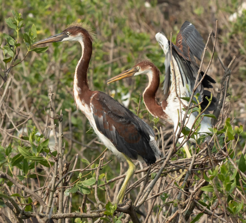 Young tricolored herons in a Virginia rookery. CCB and partners have conducted systematic surveys of colonial waterbirds in Virginia every five years since 1993 to document population trends and distribution. Photo by Bryan Watts.