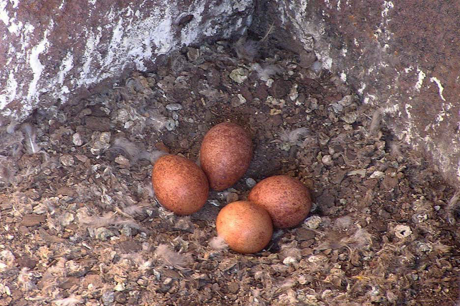 Pea gravel was added to this eyrie where the falcons were laying their eggs on the floor of a boat’s steel doorway. The small stones provide cushion for the eggs and increase hatching rates.
