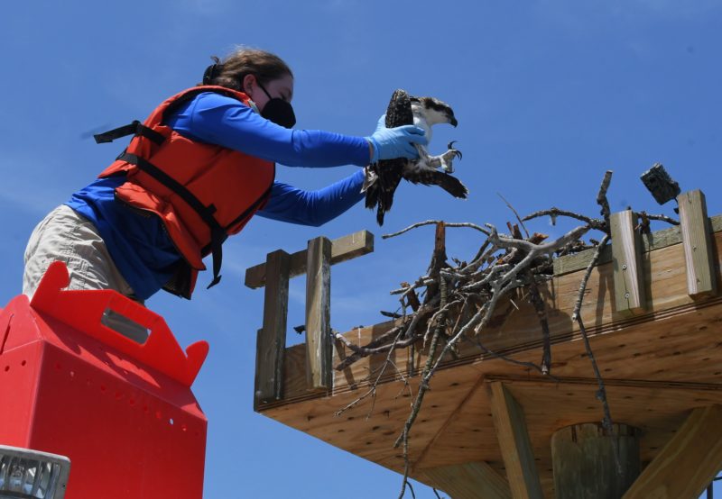 Keriann Pfleger from the Virginia Aquarium pulls an osprey chick for banding on the Lynnhaven River. Keriann and crew along with Reese Lukei from CCB monitored pairs on Lynnhaven during the 2024 field season. Photo by Reese Lukei, Jr.