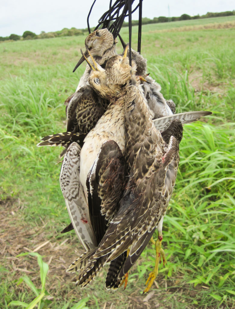 A “bag” of buff-breasted sandpipers taken from an agricultural field on Guadeloupe