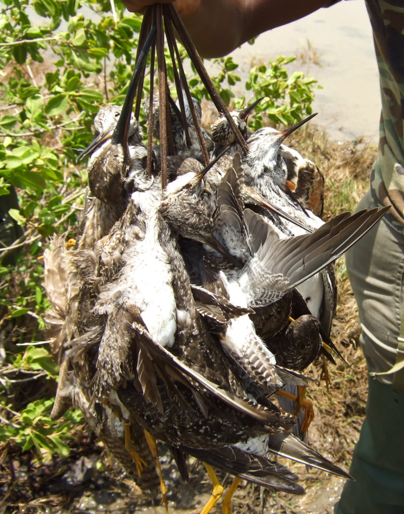 A “bag” of lesser yellowlegs taken within a shooting swamp on Guadeloupe.
