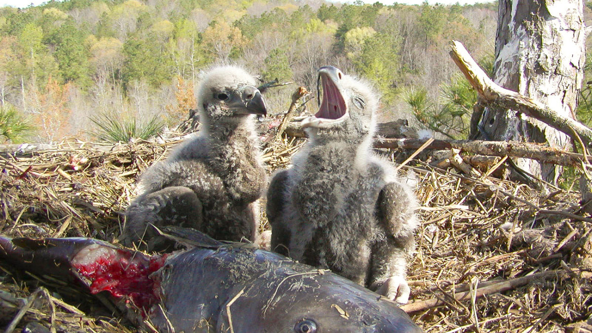 A bald eagle nest just off the Poropotank River in Virginia in 2003.