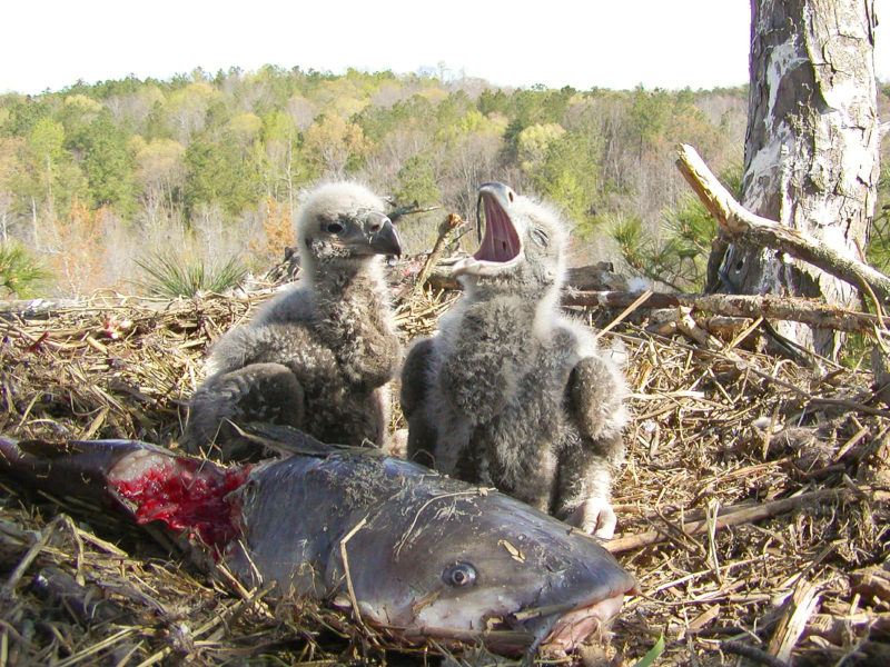 A bald eagle nest just off the Poropotank River in Virginia in 2003.