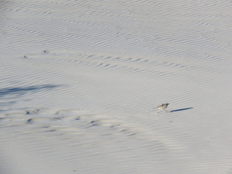 A banded Ipswich sparrow running through sand between dunes at Cape Hatteras