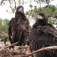 A brood of bald eagles in 2004 on a nest along Chippokes Creek