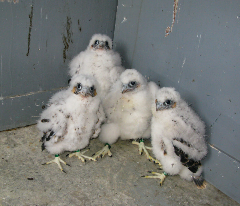 A brood of falcons pulled from the Benjamin Harrison Bridge near Hopewell,