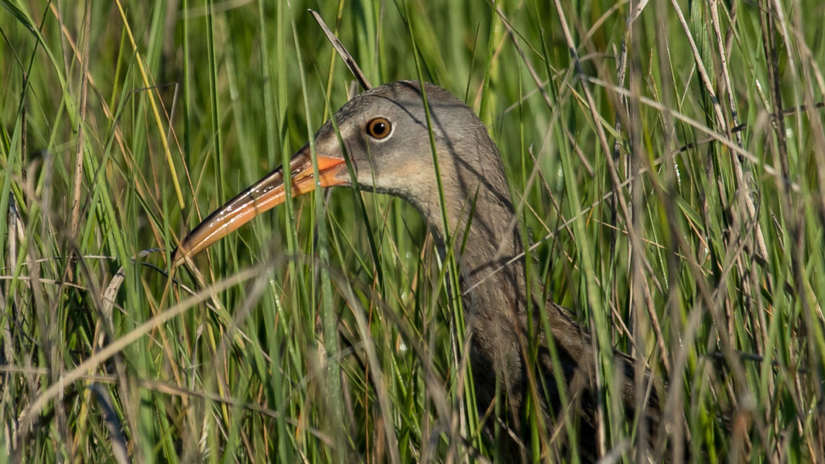 A clapper rail pops his head up within the spartina