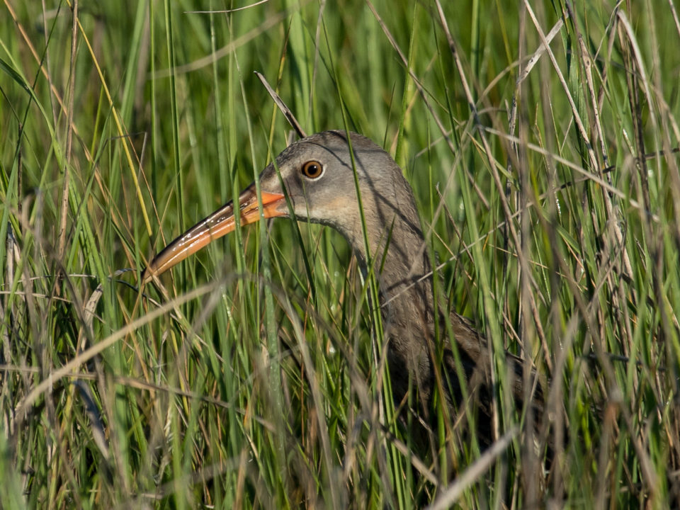 A clapper rail pops his head up within the spartina