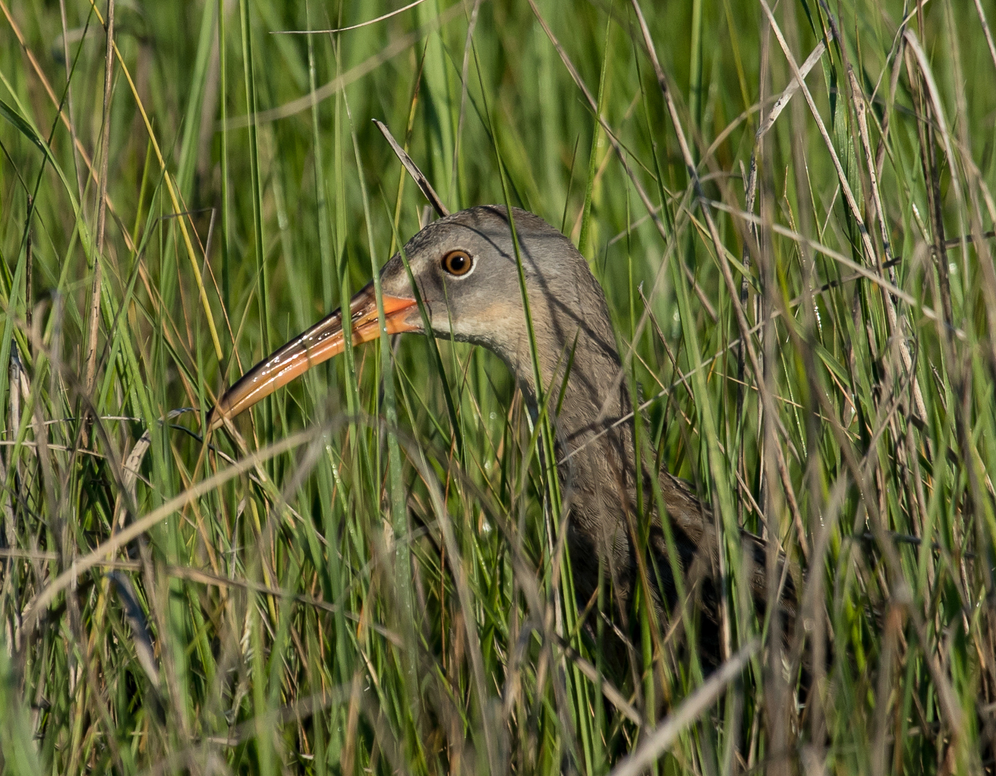 A clapper rail pops his head up within the spartina