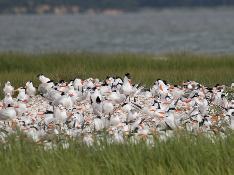 A colony of royal terns in Chincoteague Bay.