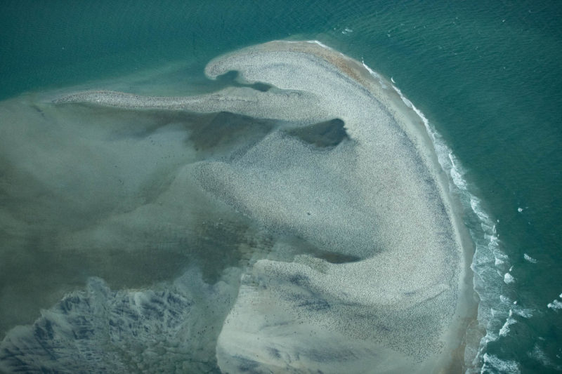 A communal night roost on a sandbar within Core Sound