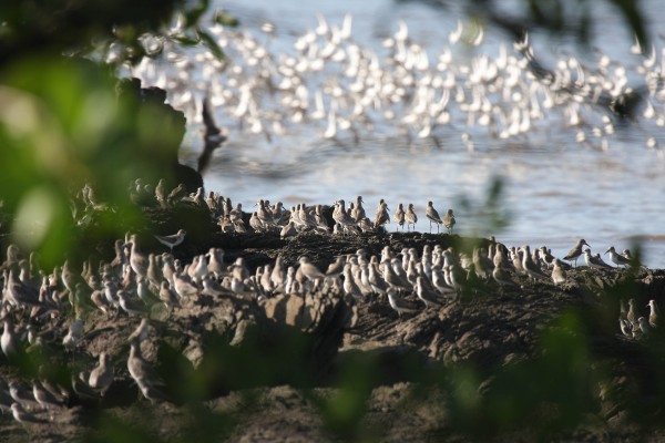 A flock of mostly western sandpipers on a tidal rock outcropping
