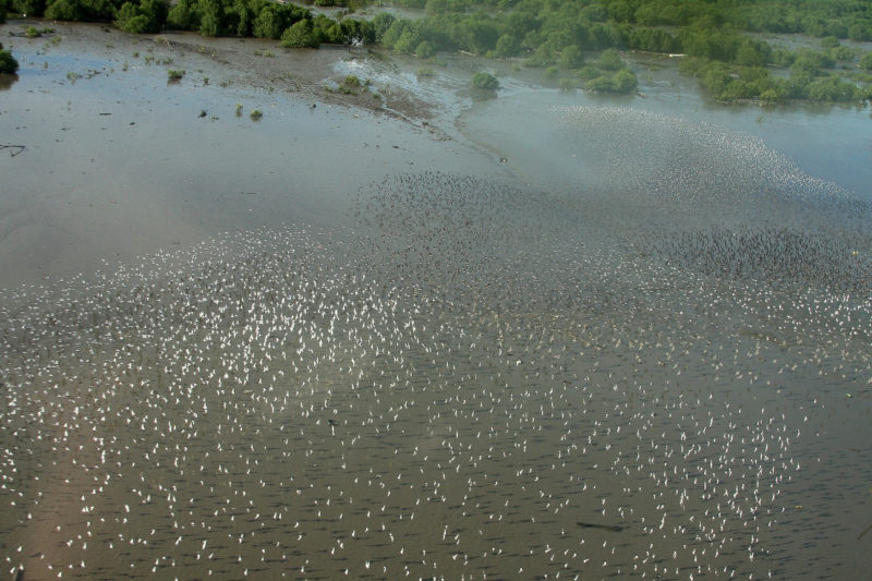 A flock of small shorebirds rises from a mudflat within the upper Bay of Panama.