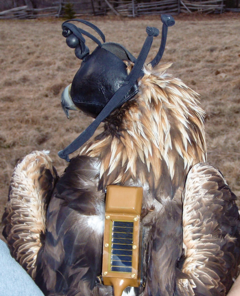 A golden eagle fitted with a GSM transmitter in Highland County, Virginia.