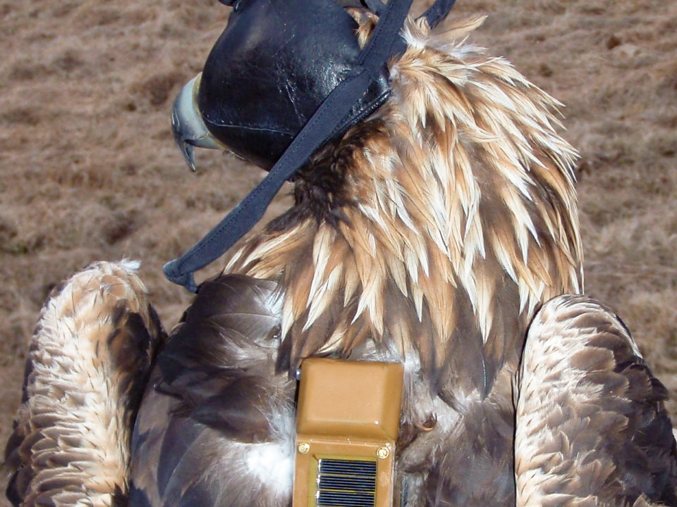 A golden eagle fitted with a GSM transmitter in Highland County, Virginia.