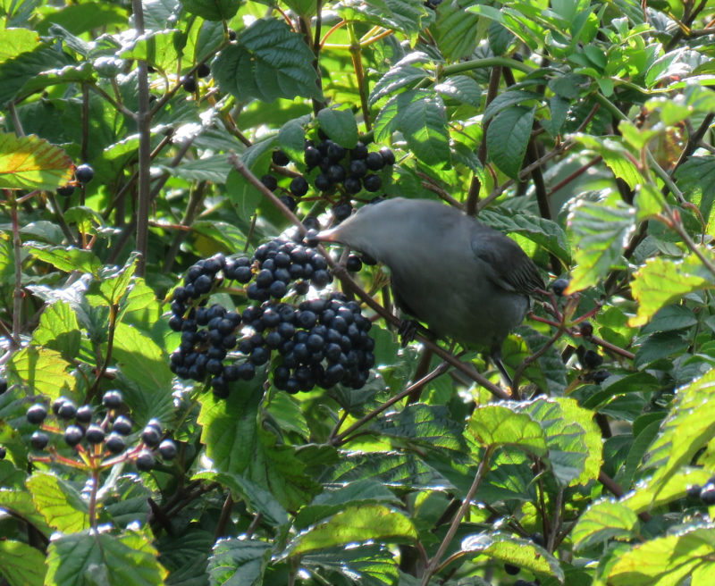 A gray catbird gleans a ripe fruit from a viburnum bush