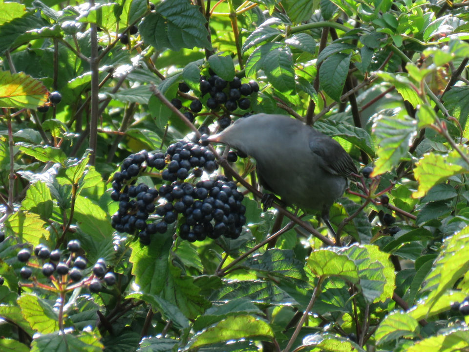 A gray catbird gleans a ripe fruit from a viburnum bush