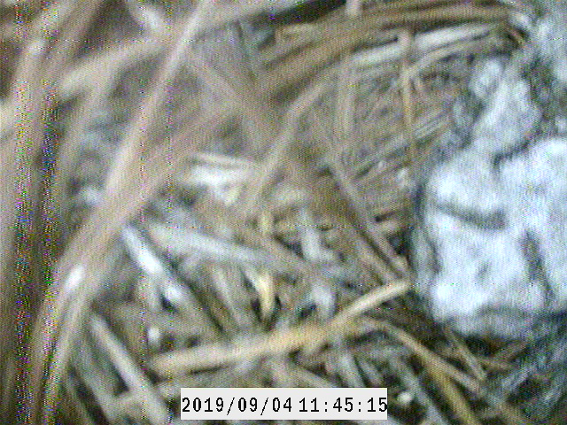 A gray tree frog using a red-cockaded woodpecker cavity