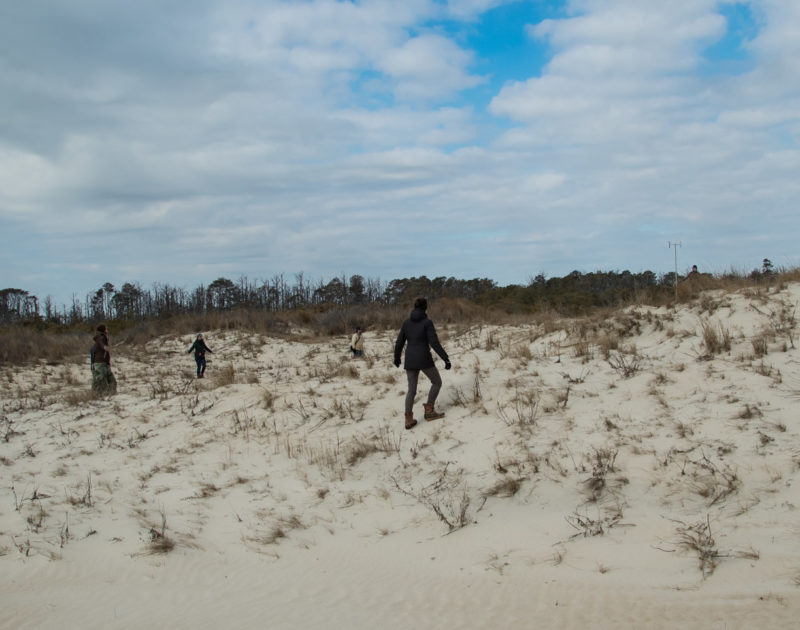 A hybrid crew from CCB and Canada push sparrows through a dune grassland on Assateague Island