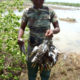 A lady hunter emerges from a shooting swamp on Guadeloupe with “bags” of shorebirds