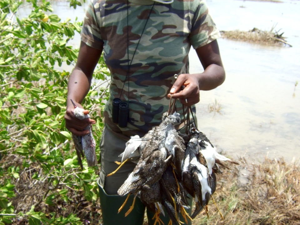 A lady hunter emerges from a shooting swamp on Guadeloupe with “bags” of shorebirds