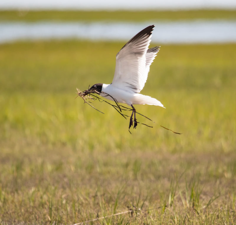 A laughing gull collects nest material to rebuild a nest after being flooded out by high tides.