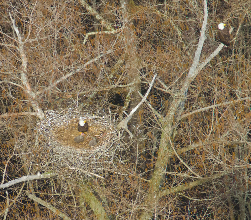 A male eagle in guarding position above a nest along the James River