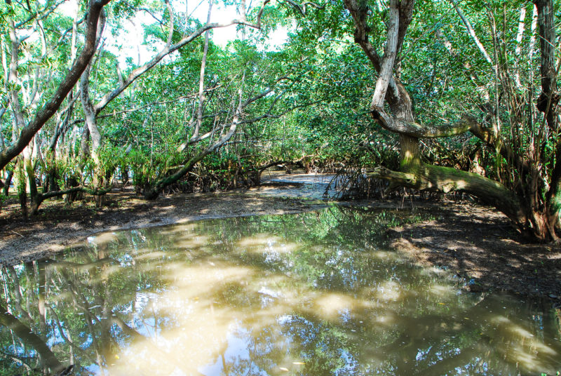 A mangrove forest within the Bay of Panama.