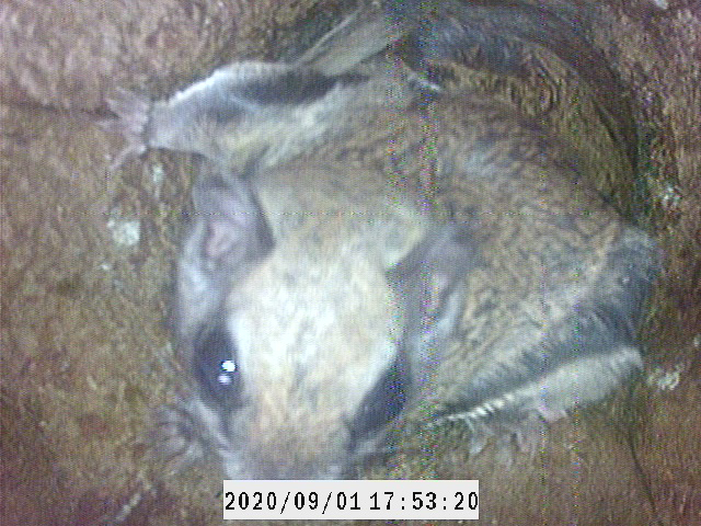 A photograph of a flying squirrel within a cavity at Piney Grove