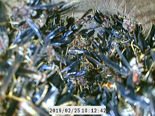 A photograph of a red-cockaded woodpecker cavity filled with paper wasps