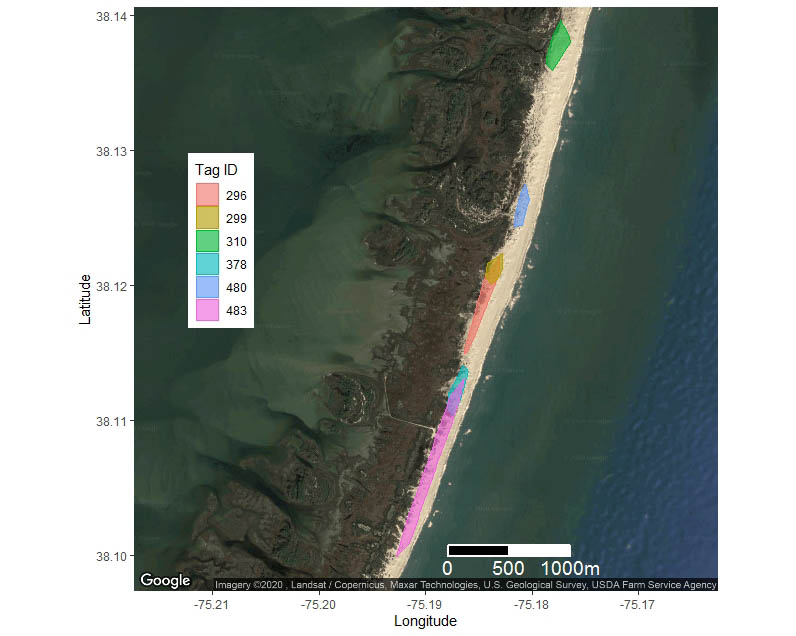 A portion of the more than two dozen Ipswich sparrow winter home ranges on Assateague Island.