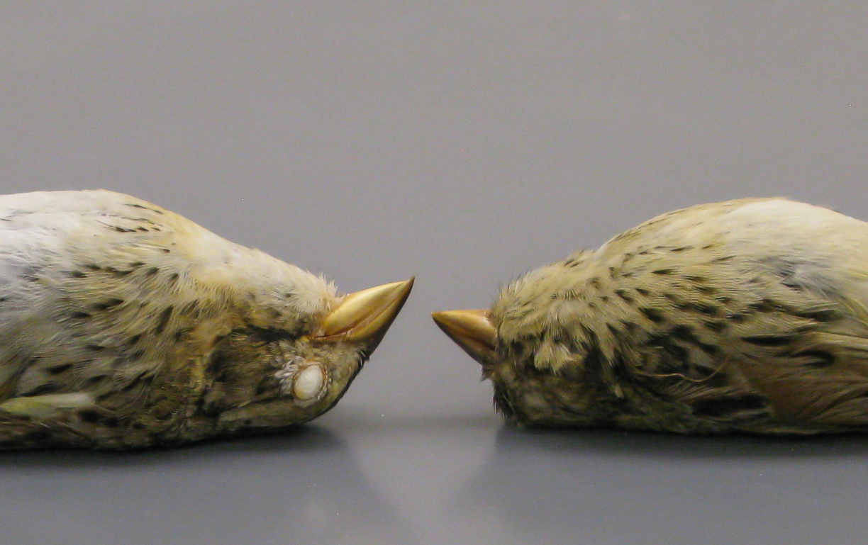 A salt marsh Henslow’s sparrow specimen and a prairie Henslow’s sparrow specimen