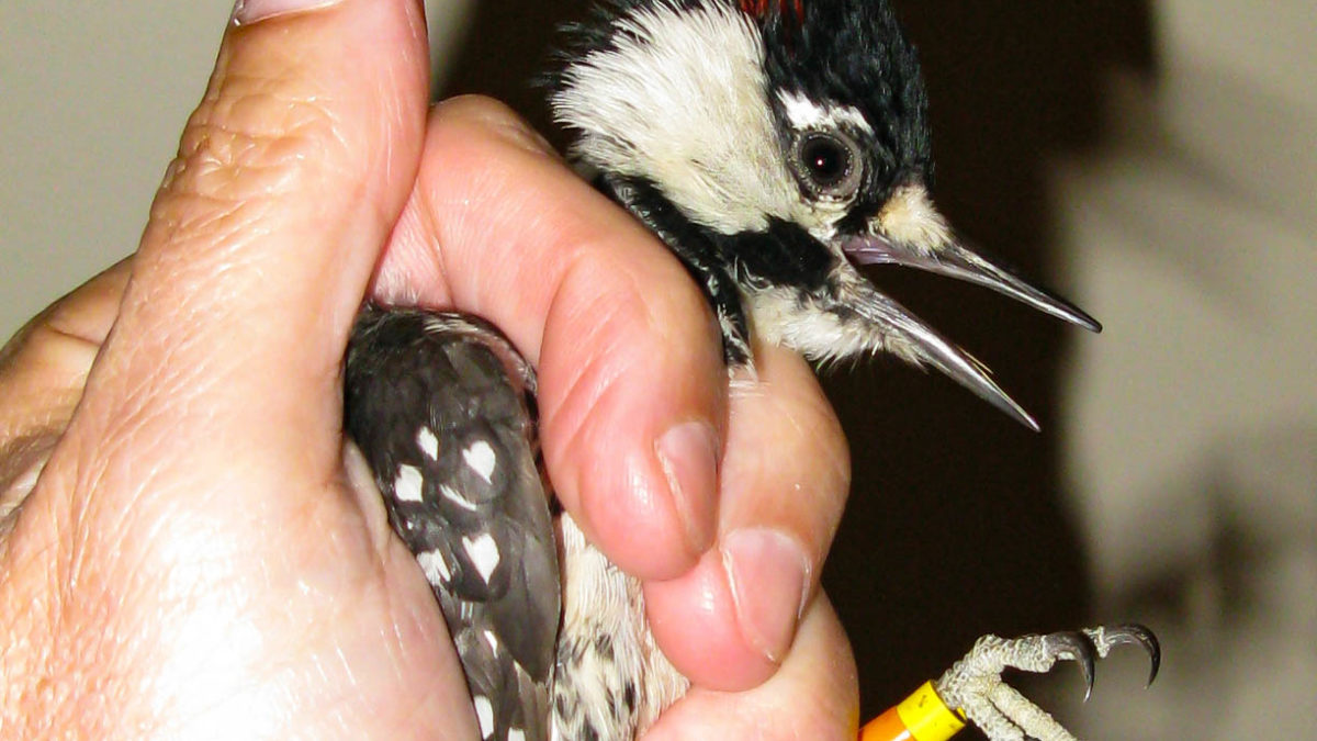 A sleepy, young male woodpecker ready to be placed in an artificial cavity after being translocated