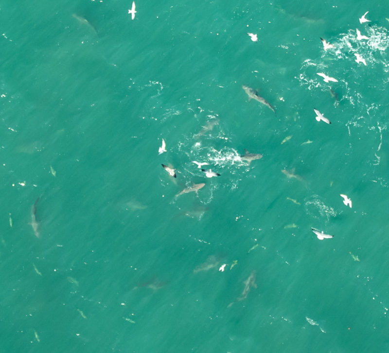 A swirl of sharks and predatory fish drive bait fish to the surface off Hatteras Island.