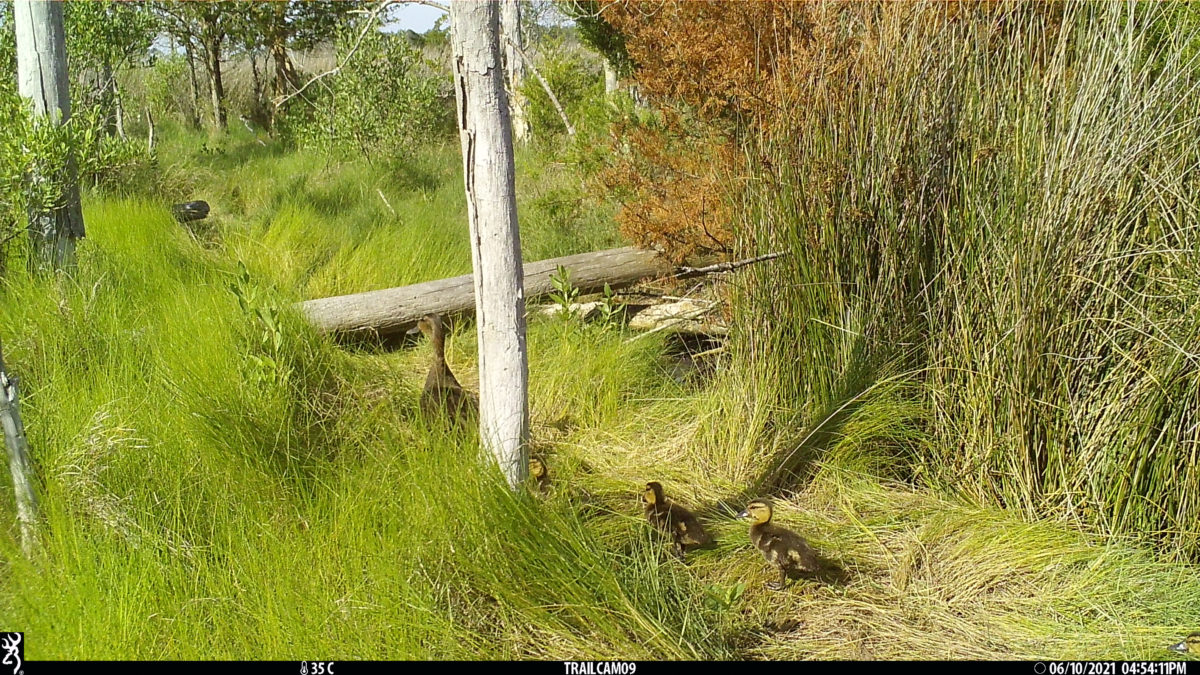 A trail camera photograph of a female American black duck with three ducklings