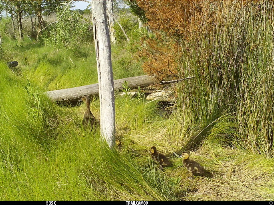 A trail camera photograph of a female American black duck with three ducklings