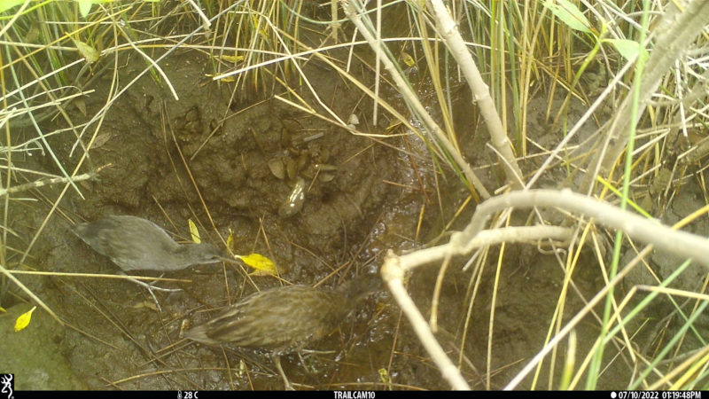 A trail camera photograph of an adult and juvenile clapper rail