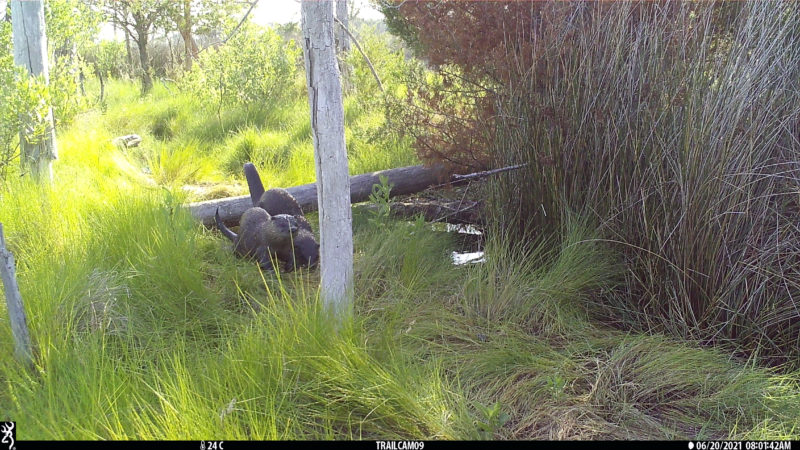 A trail camera photograph of two otters