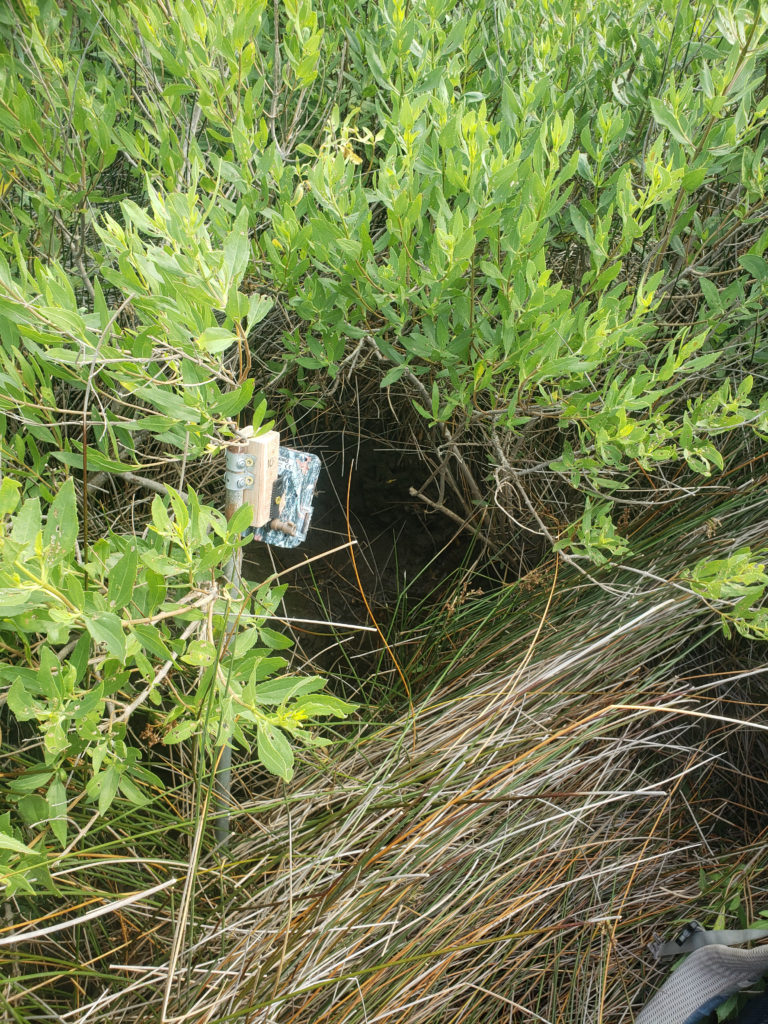 A trail camera positioned to photograph animals as they walk along the tidal gut
