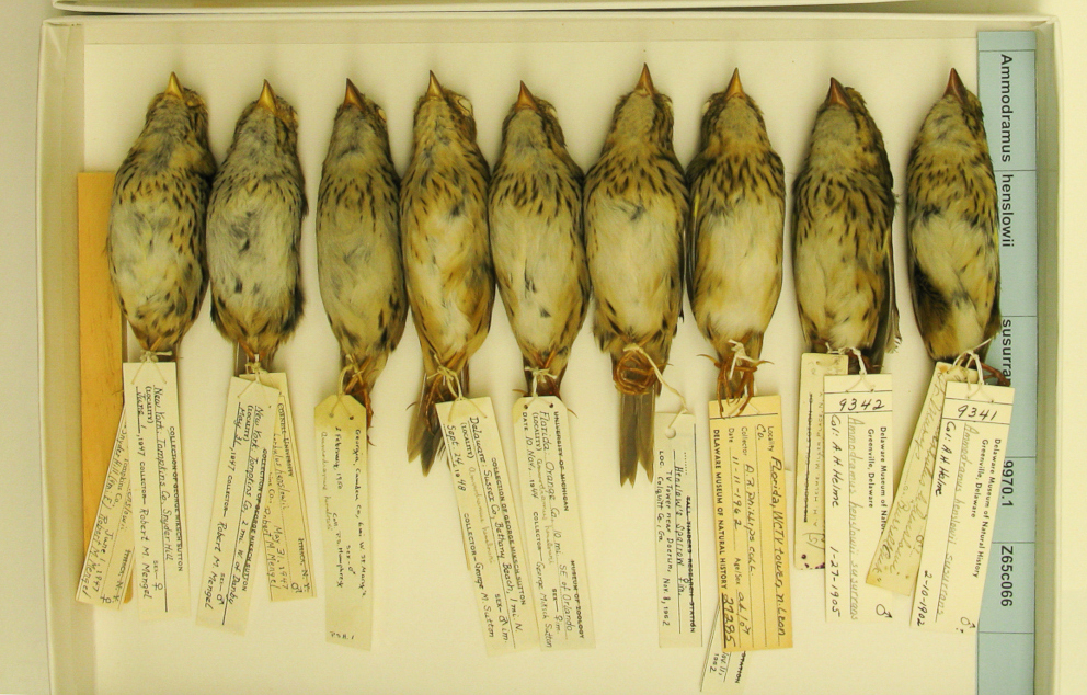 A tray of salt marsh Henslow’s sparrow specimens.