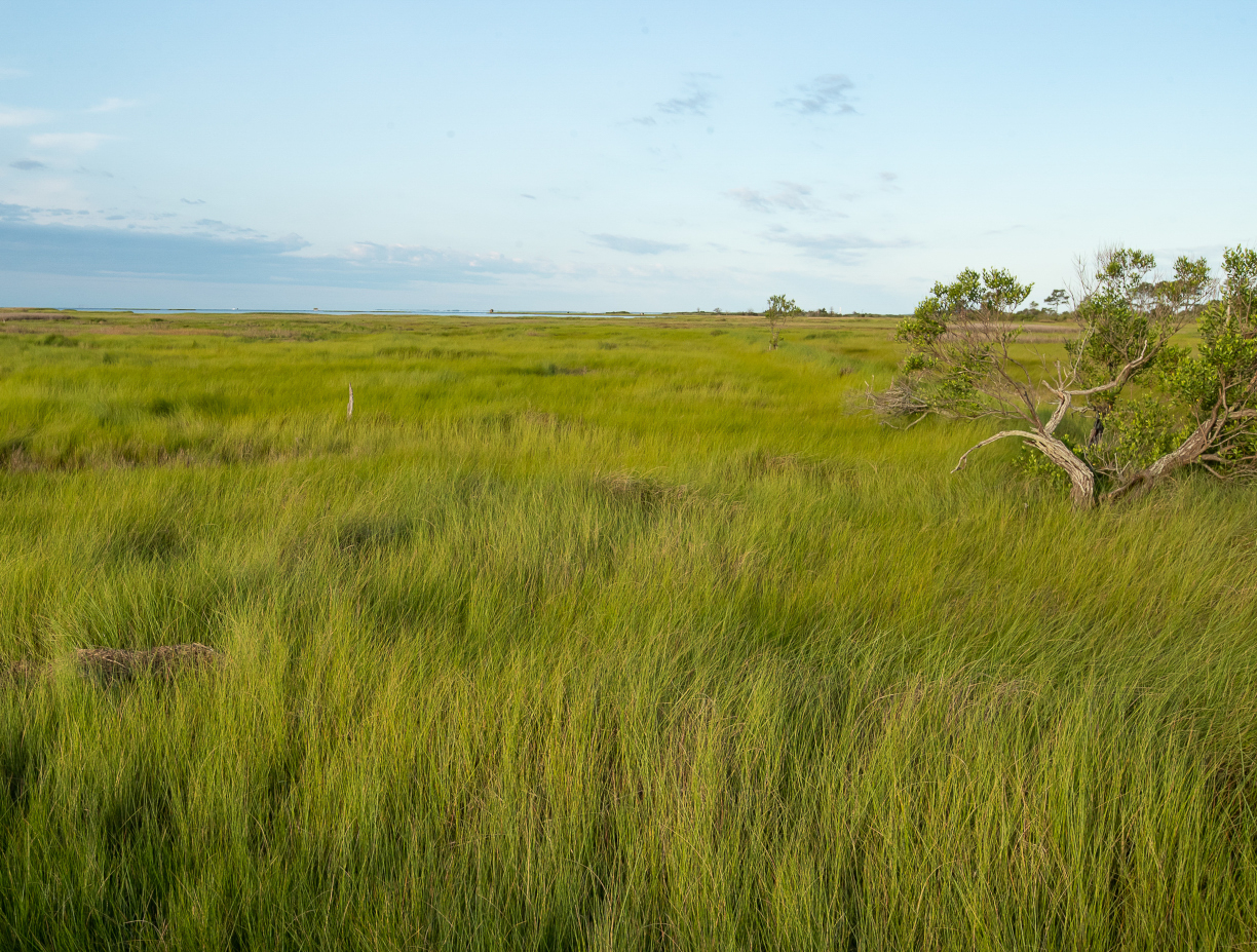 A view out into the high marsh from the ecotone of switch grass.