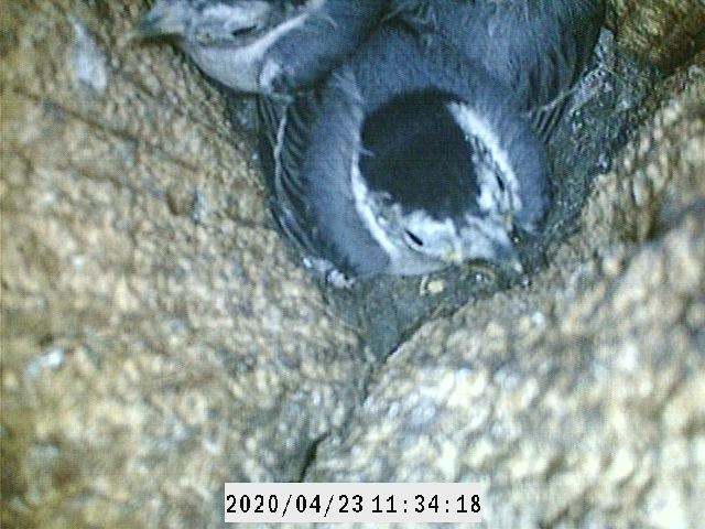 A white-breasted nuthatch and her brood