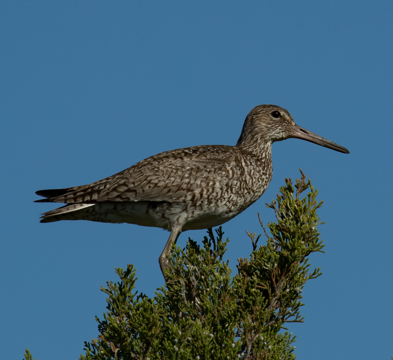 Coming Home To the Marshes The Center for Conservation Biology