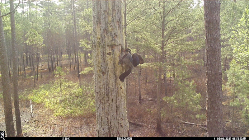 A wood duck photographed by a trail camera