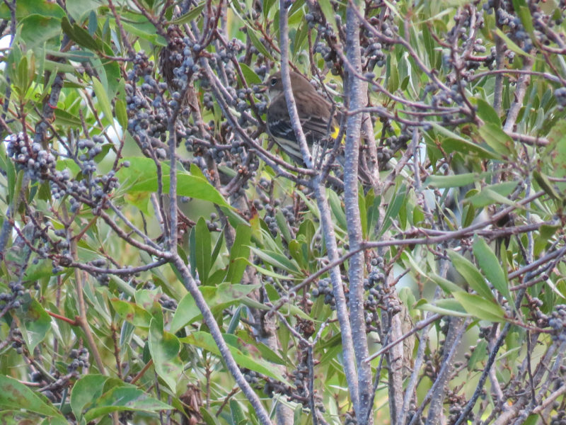 A yellow-rumped warbler preparing to consume a bayberry fruit