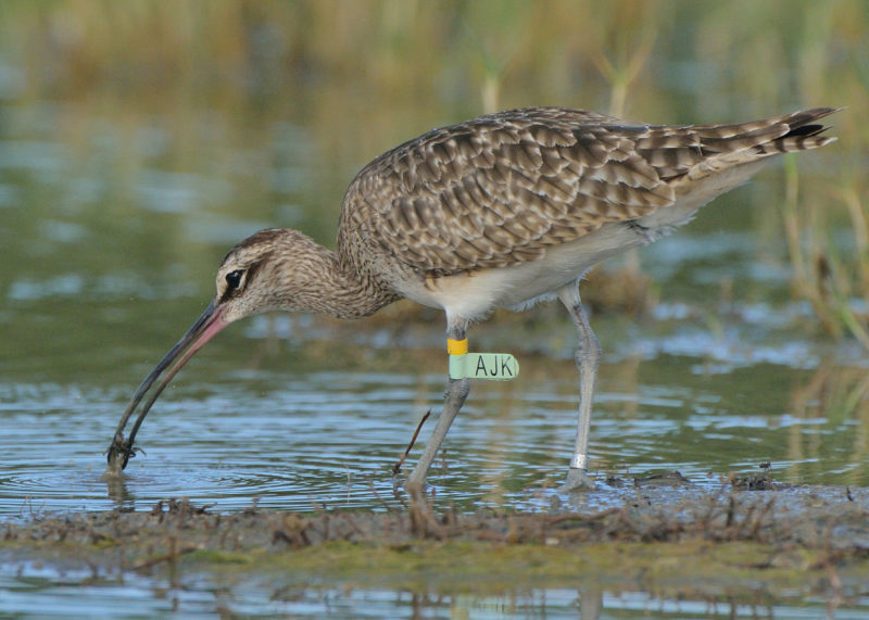 AJK foraging on fiddler crab in Aruba.