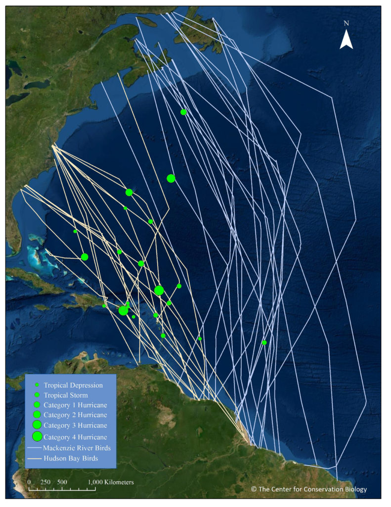 Actual tracks of Mackenzie Delta and Hudson Bay whimbrels crossing the Atlantic and where bird encountered storms