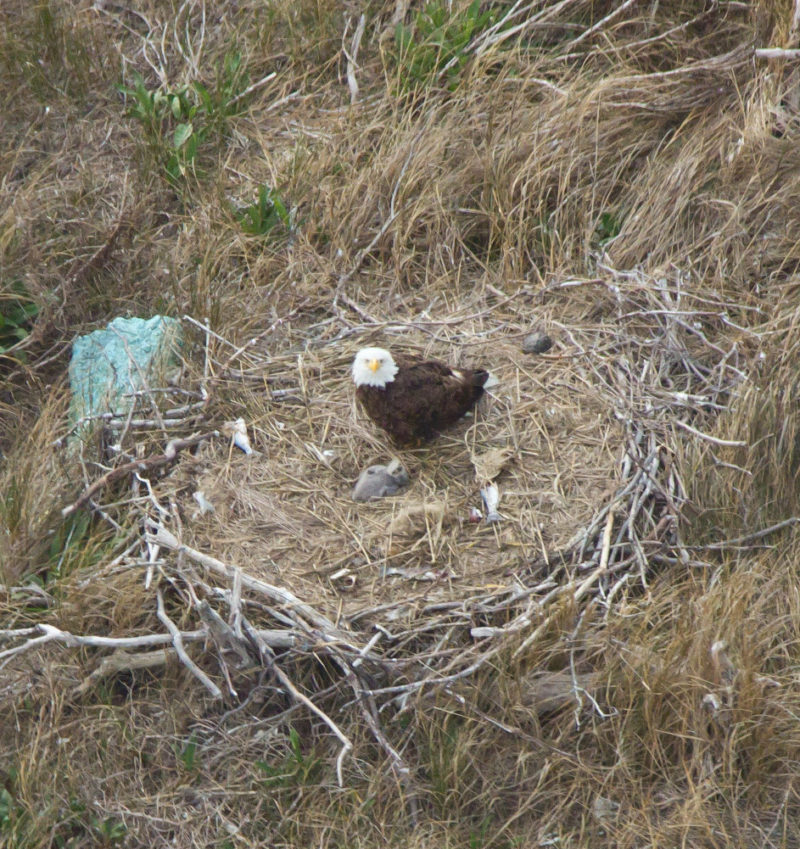 Adult attending young eaglet on a nest in the dune of Little Cobb Island.