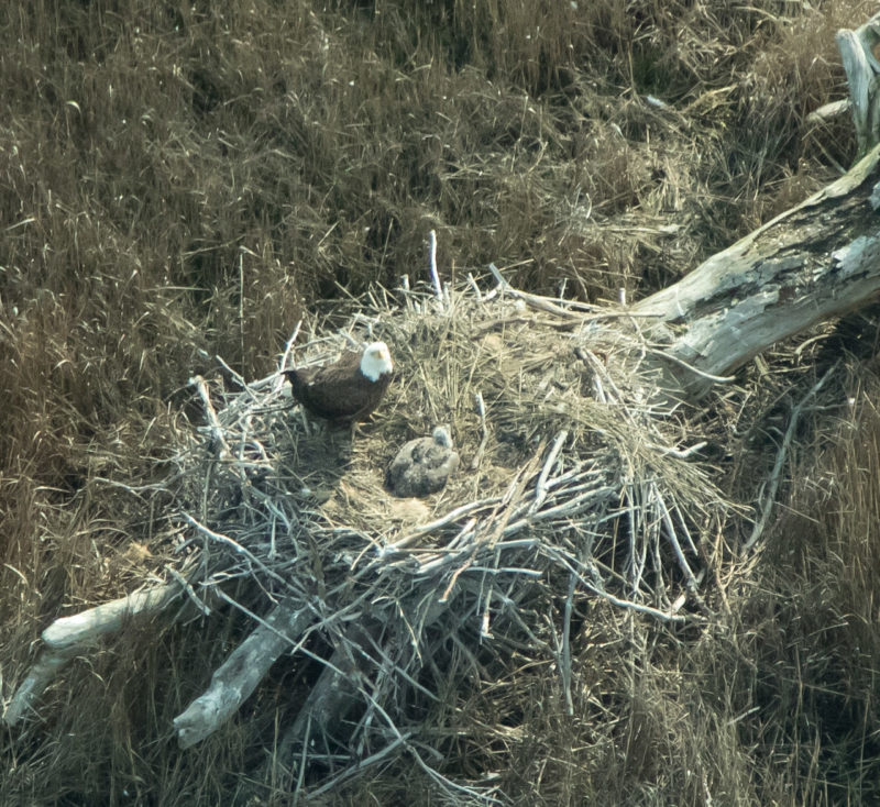 Adult attending young on nest built on a log along the edge of the marsh on the back side of Wreck Island